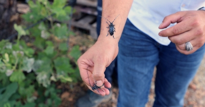 MUĞLA’DA İLK DEFA GÖRÜLDÜ, EKİPLER ALARMA GEÇTİ   