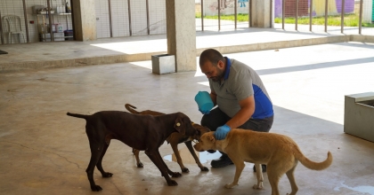 İZMİR’DEKİ BARINAKLARDAN 500 KÖPEK SAHİPLENDİRİLDİ   