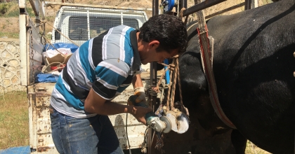 MAHALLE MAHALLE GEZİP HAYVANLARIN TIRNAK BAKIMINI YAPIYOR