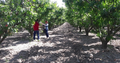 40 BAHÇEDE AKDENİZ MEYVE SİNEĞİYLE MÜCADELE DEVAM EDİYOR   