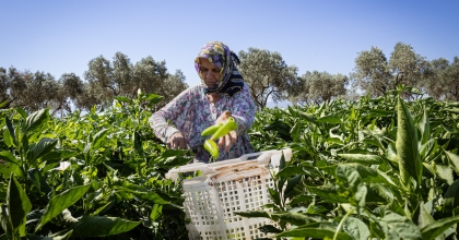 İTALYANLARDAN ARSLANLAR BİBERİNE ÖZEL İLGİ 