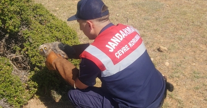 YARALI BAYKUŞ TEDAVİ ALTINDA