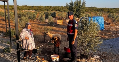 DİDİM’DE KAYBOLAN HAYVANLARI JANDARMA BULDU