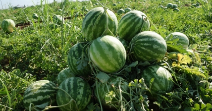 AYDIN KARPUZUNA TALEP ARTTI 