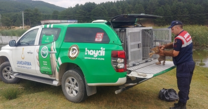 YARALI TİLKİ JANDARMA TARAFINDAN KORUMA ALTINA ALINDI   