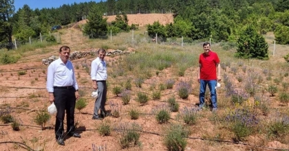 BAŞKAN KAHVECİ, HİSARCIK'TA TIBBİ VE AROMATİK BİTKİLERİ İNCELEDİ  