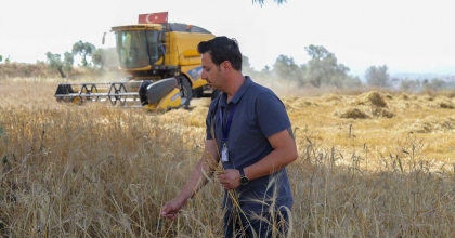 BODRUM BELEDİYESİ'NDEN BUĞDAY HASADI  