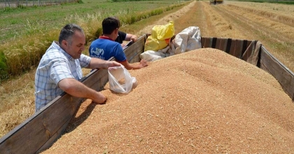 BUHARKENT'TE BUĞDAY HASADI BAŞLADI  