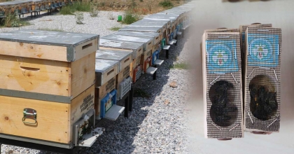 BÜYÜKŞEHİR’İN KRALİÇE ARILARI YAYILIYOR  