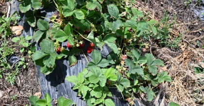 BULDAN'DA ÇİLEK HASADI DEVAM EDİYOR