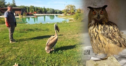 GÜNDE 40 KUŞA YARDIM EDİLİYOR