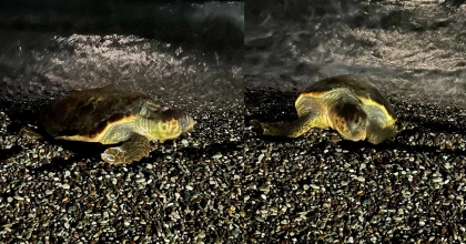 KONYAALTI SAHİLİNDE CARETTA CARETTA SÜRPRİZİ