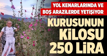 KURUSUNUN KİLOSU 250 LİRA