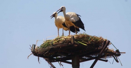 YAVRU LEYLEKLER AĞUSTOS’TA AFRİKA’YA UÇACAK