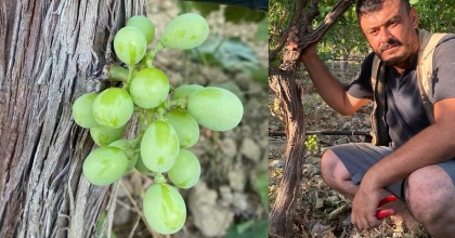 OMCADA ASMA KÜTÜĞÜNDE YETİŞEN ÜZÜM ŞAŞIRTTI  