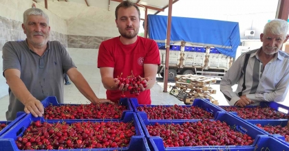 SELENDİLİ KİRAZ ÜRETİCİLERİ UMDUĞUNU BULAMADI  