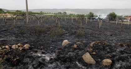 YOL KENARINDAKİ YANGIN, BAĞLARI TEHDİT ETTİ