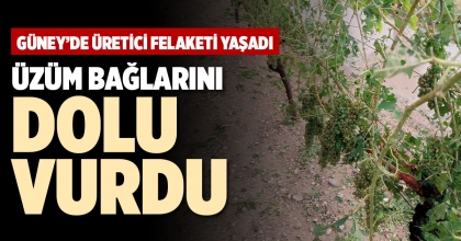 ÜZÜM BAĞLARINI DOLU VURDU