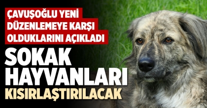 SOKAK HAYVANLARI KISIRLAŞTIRILACAK
