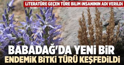 BABADAĞ'DA YENİ BİR ENDEMİK BİTKİ TÜRÜ KEŞFEDİLDİ