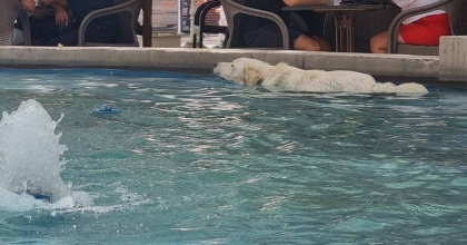 AŞIRI SICAKLAR SOKAK HAYVANLARINI BUNALTTI