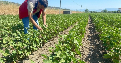 MEYVE BAHÇELERİ VE PAMUK TARLALARINDA HASTALIK KONTROLÜ YAPILDI