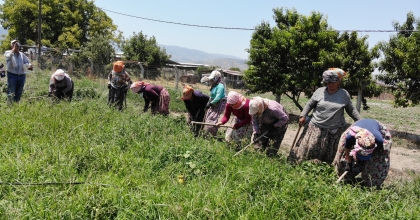 KADINLAR GÜNEŞİN ALTINDA BİBER MESAİSİ YAPIYOR