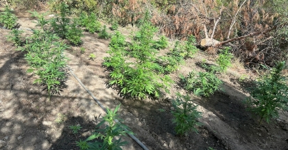 ORMANLIK ALANDA 85 KÖK KENEVİR ELE GEÇİRİLDİ