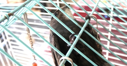 EBABİL KUŞUNU KEDİNİN AĞZINDAN KURTARDI 