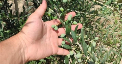 GENÇ GİRİŞİMCİ BİRÇOK ÜLKEYE BODUR ZEYTİN FİDANI İHRAÇ EDİYOR