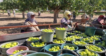ERKENCİ TAZE İNCİRİN HASADI BAŞLADI   