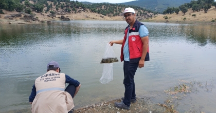5 MİLYON 423 BİN 150 ADET BALIK İÇ SU KAYNAKLARINA BIRAKILDI   