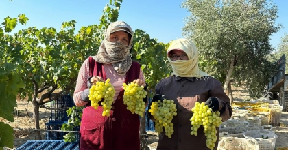 MANİSA'DA ERKENCE ÜZÜMDE HASAT BAŞLADI  