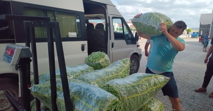 AFYONKARAHİSAR'DA YEŞİL FASULYE ÜRETİMİNDE ALTIN ÇAĞINI YAŞIYOR  