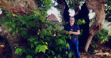 MEYVESİ YOK AMA YAPRAKLARININ FAYDASI DUYANLARI ŞAŞIRTIYOR  