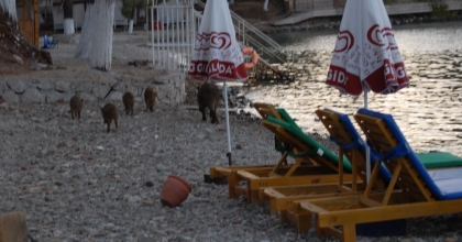 FETHİYE'DE DOMUZ YAVRULARI PLAJA İNDİ 