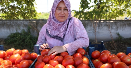 SALÇALIK DOMATESİN HASADI BAŞLADI