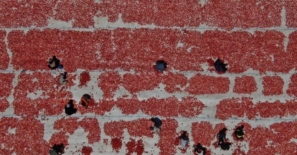 KURU DOMATESE ABD'DEN ÖZEL İLGİ