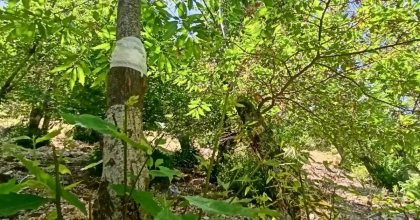 KESTANE AĞAÇLARINDAKİ DAL KANSERİYLE MÜCADELE SÜRÜYOR