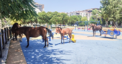 ŞEHRE İNEN YILKI ATLARI ÇOCUK PARKINDAN AYRILMIYOR