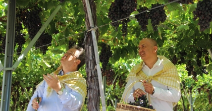 SPİL KARASI ÜZÜMÜNDE İLK HASAT YAPILDI