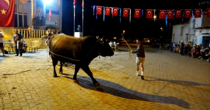 GÜREŞ ÖNCESİ BOĞALAR GÖRÜCÜYE ÇIKTI