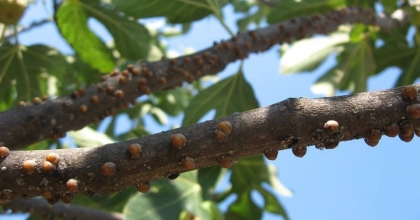 AYDIN’DA ‘KANLI BALSIRA’ HASTALIĞI UYARISI   