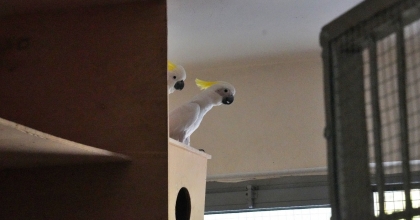 15 YIL SONRA İLK KAKADU PAPAĞANI DÜNYAYA GELDİ  