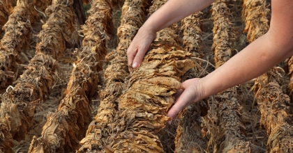 TÜTÜNDE 6 AYDA 451 MİLYON DOLARLIK İHRACAT