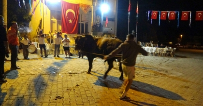 GÖRÜCÜYE ÇIKAN BOĞALARA PARA SAÇTILAR