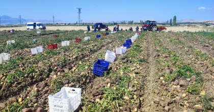 DİNAR’DA PATATES HASADI BAŞLADI   