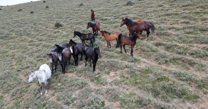 YILKI ATLARI HAVADAN GÖRÜNTÜLENDİ   