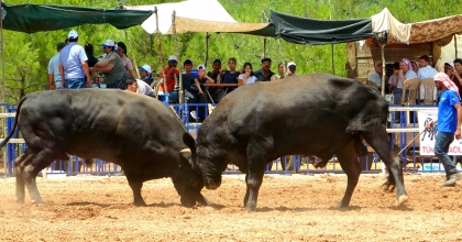 MENTEŞE'DE BOĞALAR KIRAN KIRANA MÜCADELE ETTİ   