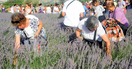 SEFERİHİSAR'DA LAVANTA HASADI ZAMANI   